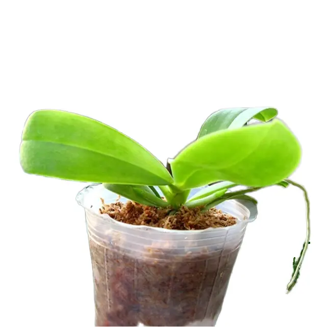 Nursery Pot 1 2 3 4 5 Inch Orchid Sunflowers Propagation CherryReorder rate 16%