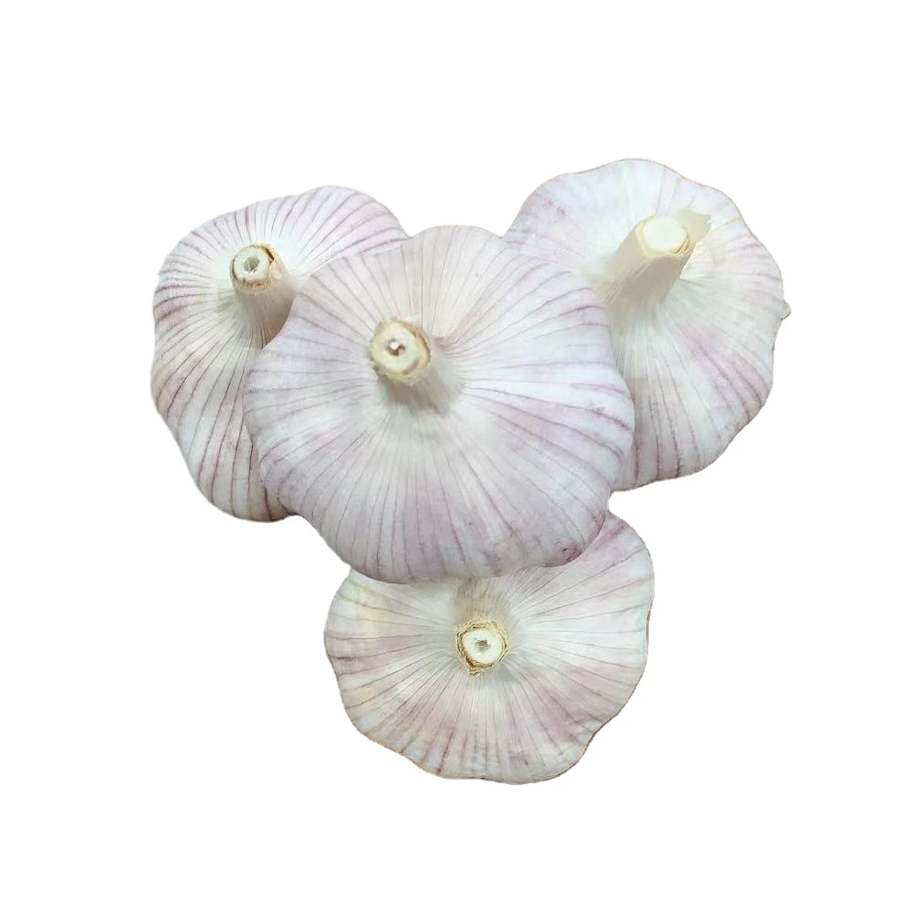 Garlic Seeds