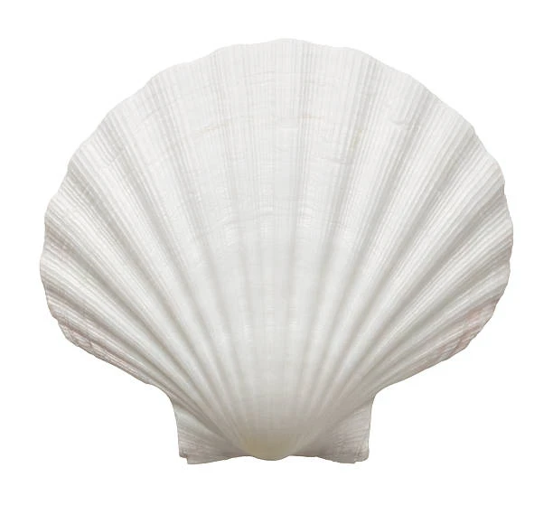 Shell